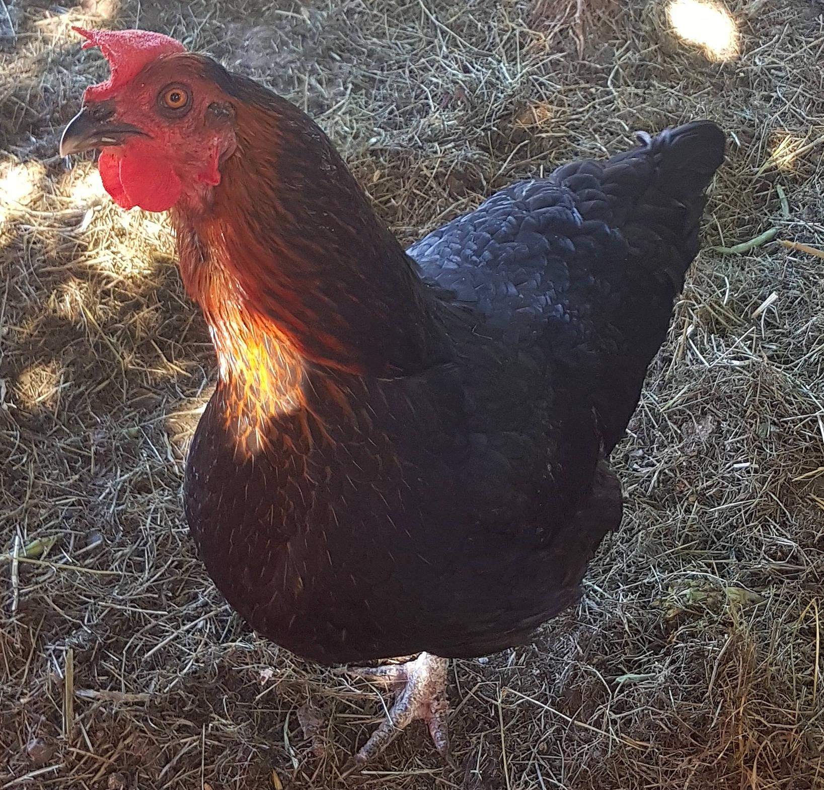 Prune participe au concours pour gagner de l'argent avec cette photo : adaptation, beak, bird, chicken, comb, fowl, galliformes, livestock, phasianidae, poultry, rooster, vertebrate