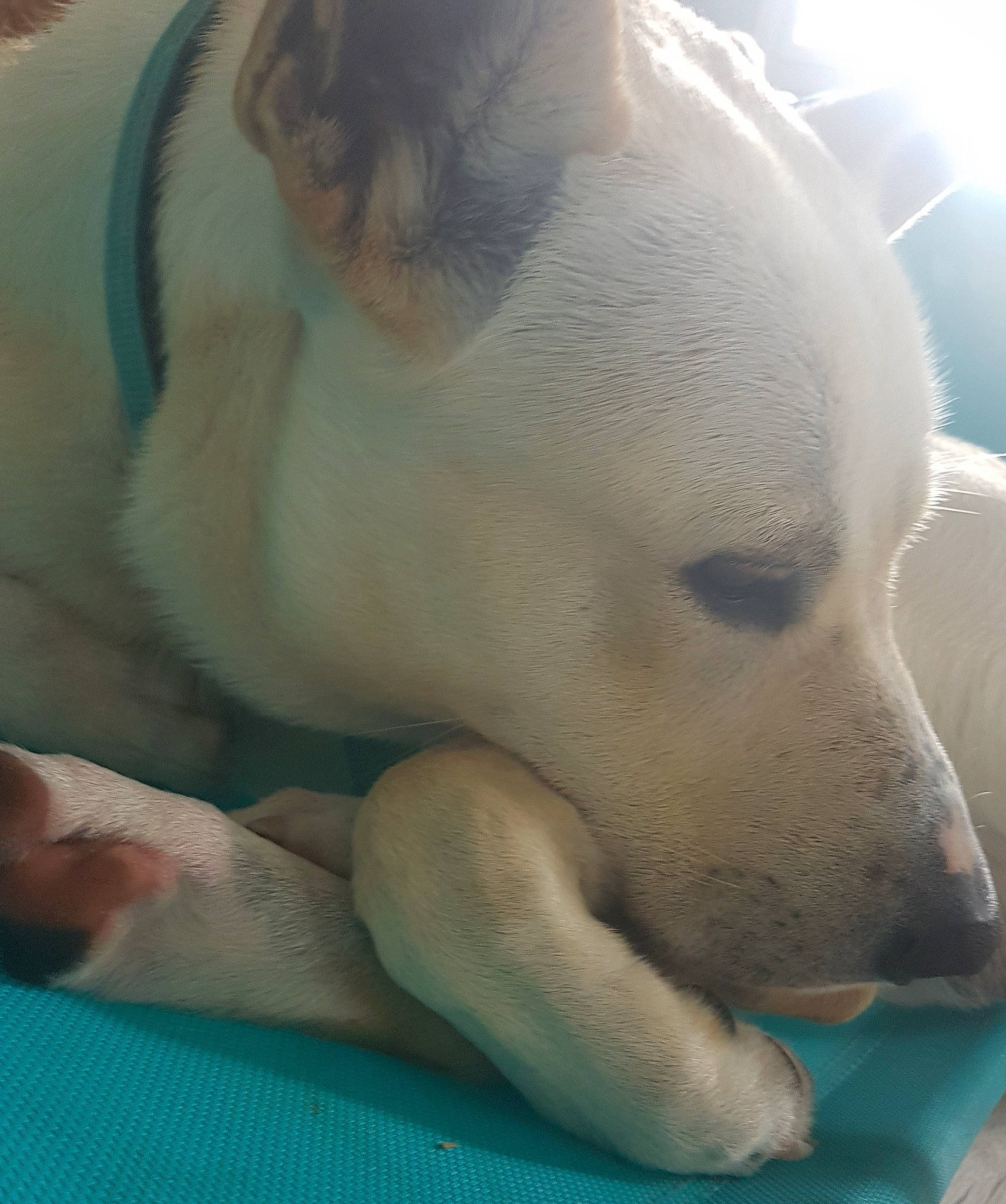 Aïko a rejoint le concours — aidez-le/la à gagner de superbes lots ! canidae, carnivore, companion_dog, dog, dog_breed, mammal, nap, non_sporting_group, nose, snout