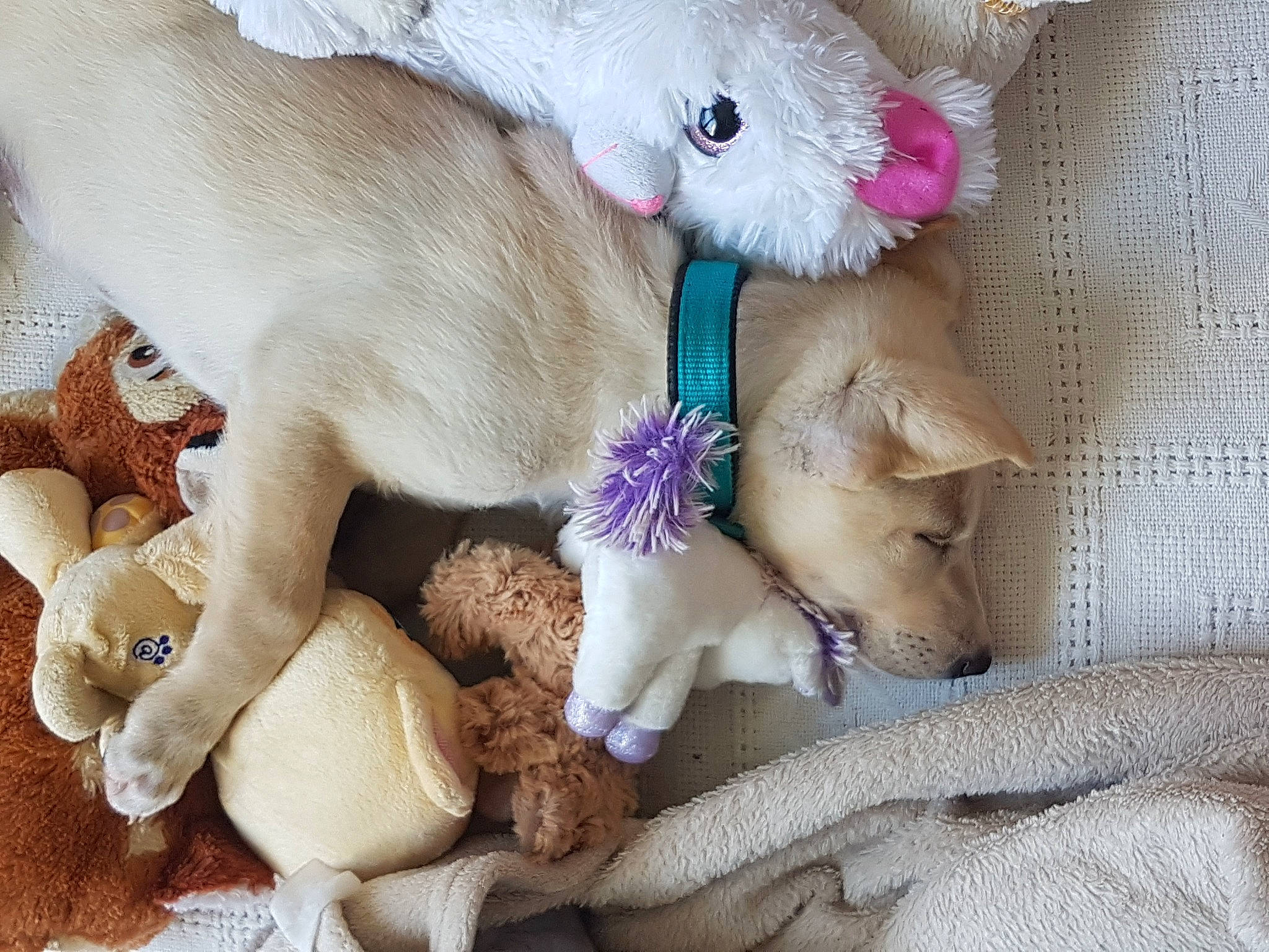 Aïko participe au concours pour gagner de l'argent avec cette photo : canidae, carnivore, dog, dog_breed, dog_toy, fawn, labrador_retriever, plush, puppy, puppy_love, sporting_group, stuffed_toy, toy