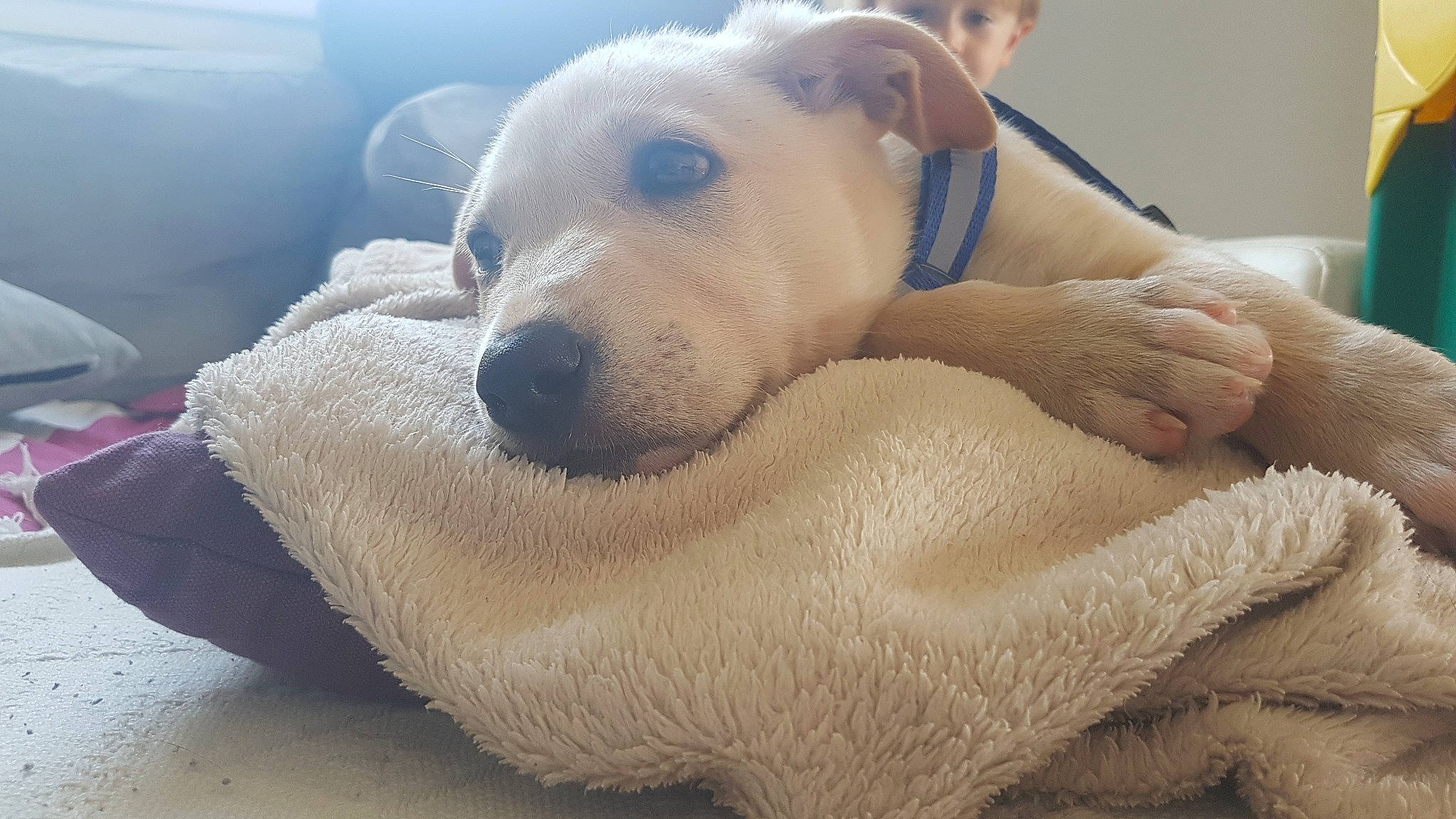 Aïko participe au concours pour gagner de l'argent avec cette photo : canidae, carnivore, companion_dog, dog, dog_breed, dogo_argentino, dogo_guatemalteco, english_white_terrier, fawn, mammal, non_sporting_group, nose, old_english_terrier, puppy_love, snout, vertebrate