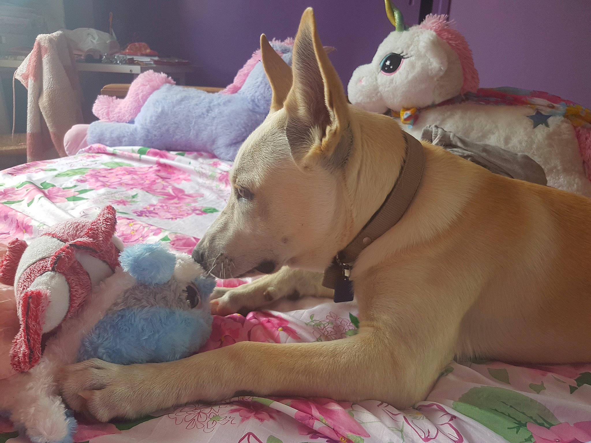 Aïko participe au concours pour gagner de l'argent avec cette photo : bull_and_terrier, bull_terrier, bull_terrier_miniature, canidae, carnivore, carolina_dog, dog, dog_breed, ear, english_white_terrier, fawn, gull_terr, mammal, nap, non_sporting_group, old_english_terrier, pink, puppy_love, snout, vertebrate