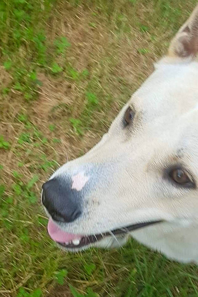 Aïki Aïko a rejoint le concours — aidez-le/la à gagner de superbes lots ! canidae, carnivore, dog, dog_breed, galgo_espanol, greyhound, mammal, nose, polish_greyhound, snout, vertebrate, whippet