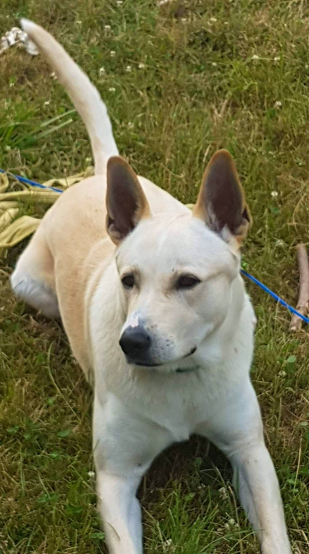 Aïki Aïko participe au concours pour gagner de l'argent avec cette photo : ancient_dog_breeds, canaan_dog, canidae, carnivore, dog, dog_breed, fawn, mammal, rare_breed_dog, sporting_group, vertebrate