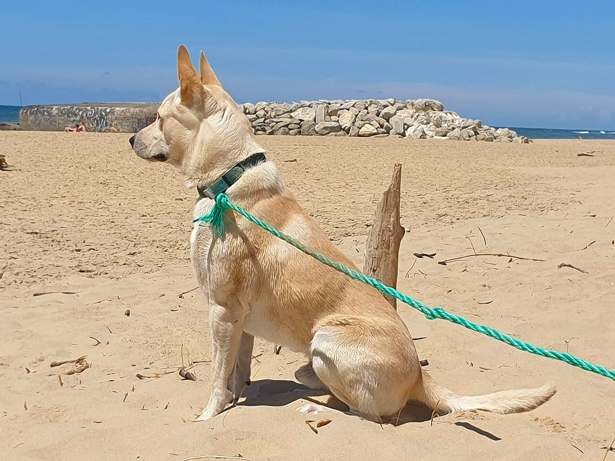 Aïki Aïko participe au concours pour gagner de l'argent avec cette photo : beach, canidae, carnivore, carolina_dog, dog, dog_breed, dog_collar, fawn, ibizan_hound, leash, mammal, pariah_dog, sand, vacation, vertebrate, working_dog
