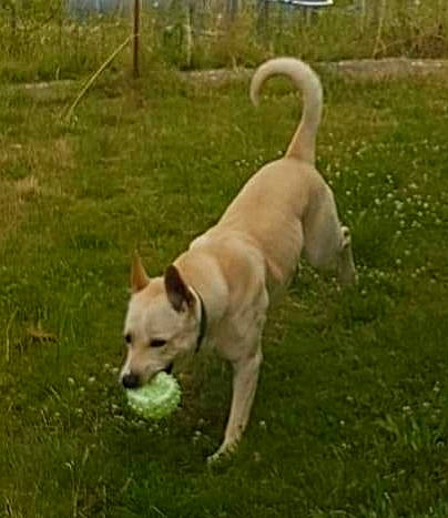 Aïki Aïko a rejoint le concours — aidez-le/la à gagner de superbes lots ! canidae, carnivore, companion_dog, dog, dog_breed, fawn, grass, labrador_retriever, mammal, retriever, sporting_group, tail, vertebrate, working_dog