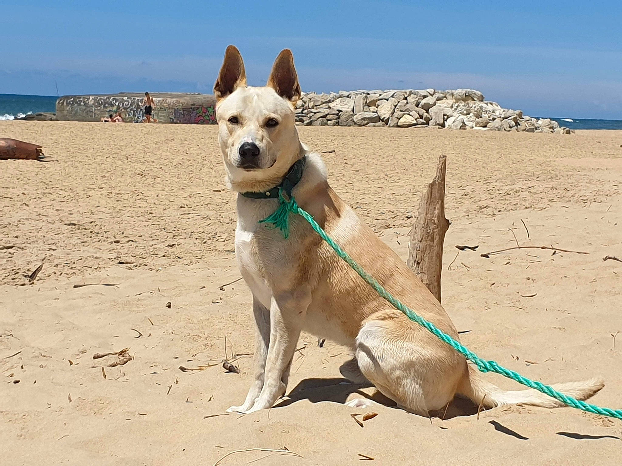 Aïki Aïko participe au concours pour gagner de l'argent avec cette photo : africanis, ancient_dog_breeds, beach, canaan_dog, canidae, carnivore, carolina_dog, cretan_hound, dog, dog_breed, fawn, ibizan_hound, leash, mammal, pariah_dog, sand, vertebrate