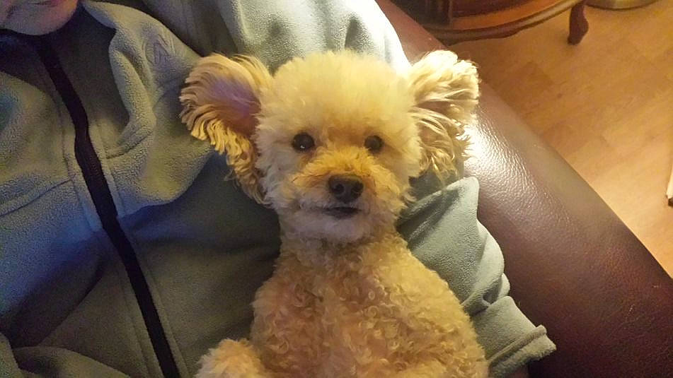 Princesse participe au concours pour gagner de l'argent avec cette photo : canidae, carnivore, comfort, companion_dog, couch, dog, dog_breed, fawn, flower, fur, hardwood, maltepoo, plant, small_terrier, snout, sporting_group, terrier, toy, toy_dog, working_animal