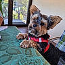 animal, chair, companion, curious, cute, dog, ears, fur, glass_door, green_tablecloth, indoor, outdoor_view, patio_door, pet, plaid_chair, red_harness, small_dog, table, tablecloth, yorkshire_terrier
