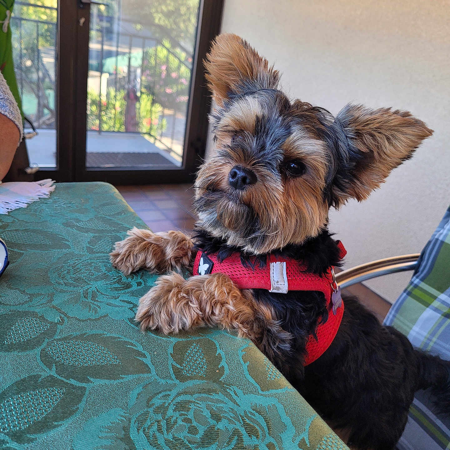Valou a rejoint le concours — aidez-le/la à gagner de superbes lots ! dog, small_dog, yorkshire_terrier, red_harness, table, tablecloth, green_tablecloth, indoor, patio_door, glass_door, outdoor_view, chair, plaid_chair, curious, pet, fur, ears, animal, companion, cute