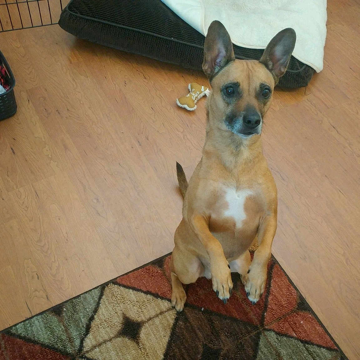 Molly joined the competition — help win amazing prizes! canidae, carnivore, carolina_dog, chihuahua, dog, dog_breed, fawn, floor, flooring, mammal, vertebrate