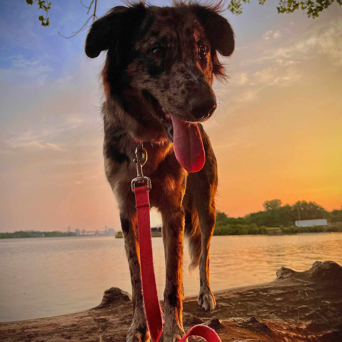 Remi is registered to the contest to win money with this photo: accessories, animal, beach, canine, coast, dog, lake, nature, outdoors, pet, plant, puppy, rock, scenery, sea, shoreline, sky, strap, tree, water