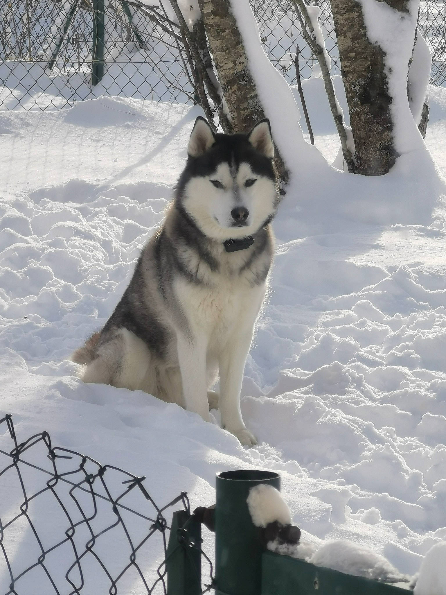 Pogo participe au concours pour gagner de l'argent avec cette photo : alaskan_klee_kai, ancient_dog_breeds, canidae, canis, carnivore, dog, dog_breed, fence, freezing, mesh, photograph, recreation, siberian_husky, sled_dog, snow, sporting_group, white, winter, wolf, working_dog