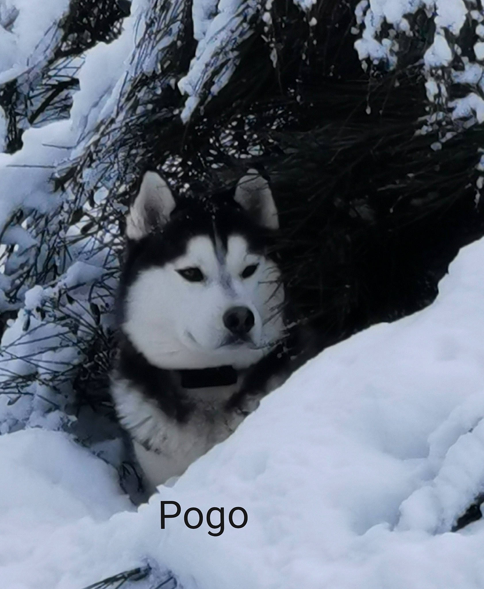 Pogo a rejoint le concours — aidez-le/la à gagner de superbes lots ! canis, carnivore, companion_dog, dog, dog_breed, freezing, fur, glacial_landform, monochrome, monochrome_photography, plant, siberian_husky, sled_dog, snout, snow, sporting_group, tree, wilderness, winter, wolf