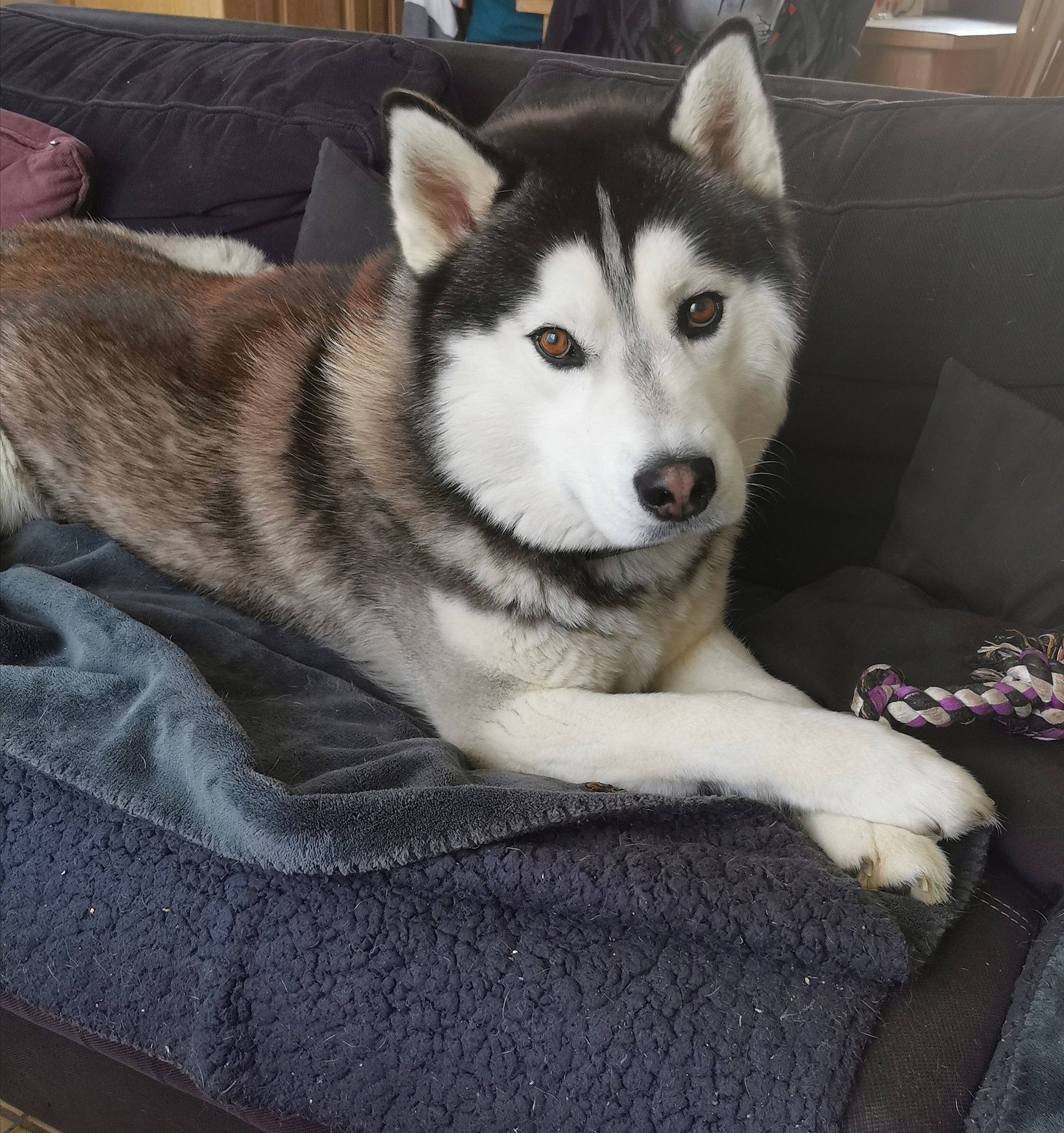 Pogo participe au concours pour gagner de l'argent avec cette photo : canidae, carnivore, comfort, companion_dog, couch, dog, dog_breed, eye, fur, grey, jaw, non_sporting_group, siberian_husky, sled_dog, snout, sporting_group, terrestrial_animal, whiskers, working_animal, working_dog