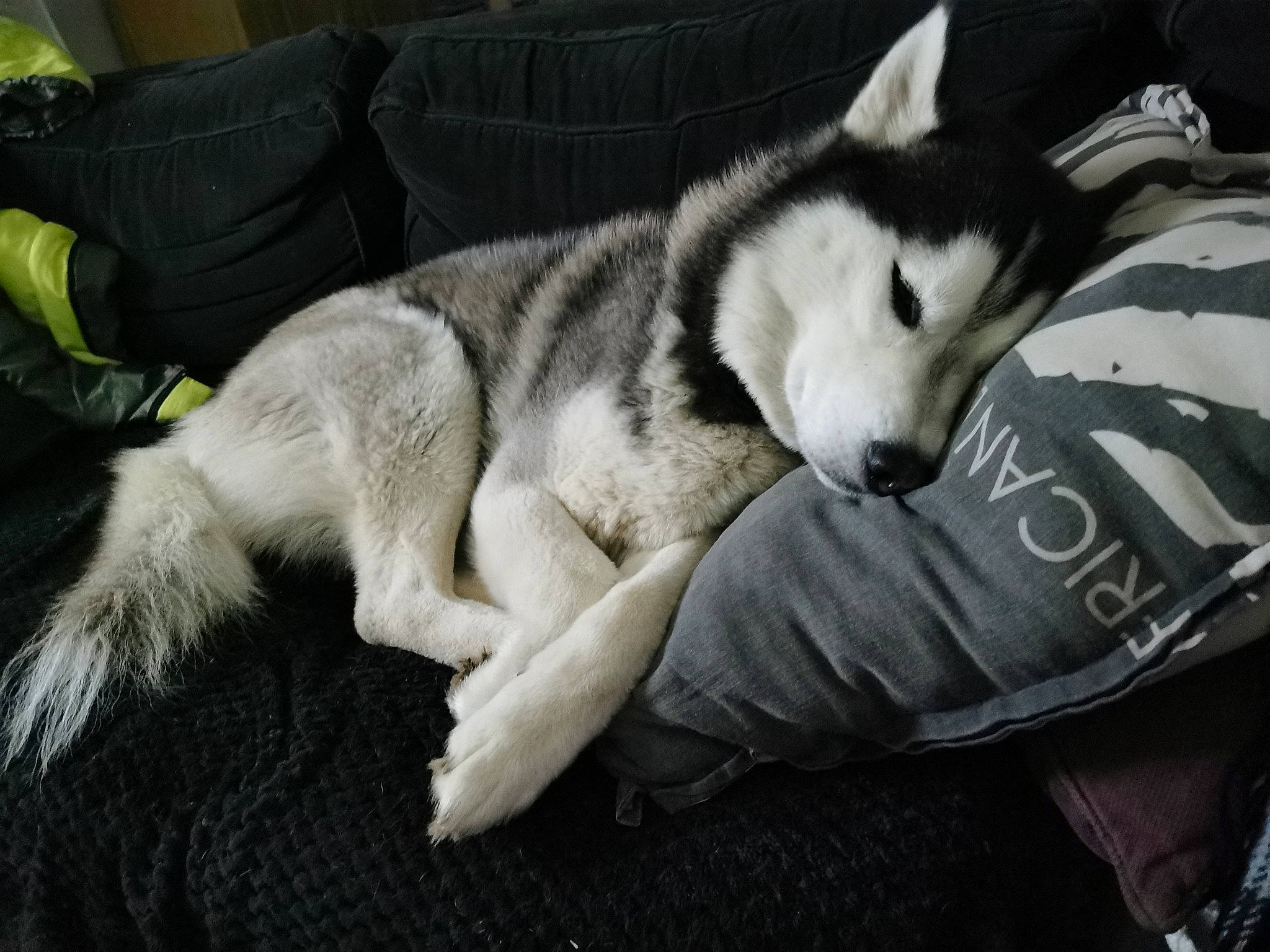 Pogo a rejoint le concours — aidez-le/la à gagner de superbes lots ! ancient_dog_breeds, canidae, canis, carnivore, comfort, companion_dog, dog, dog_breed, fur, grey, monochrome_photography, non_sporting_group, siberian_husky, sled_dog, sporting_group, terrestrial_animal, whiskers, wolf, working_animal, working_dog