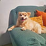 dog, puppy, fluffy, small_dog, smiling, happy, sitting, lying_down, portrait, pet, animal, couch, armchair, cushion, pillow, indoor, home, living_room, teal, orange