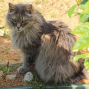 Voyou participe au concours pour gagner de l'argent avec cette photo : cat, fluffy, grey, green_eyes, outdoor, grass, plant, dirt, mat, animal, pet, feline, whiskers, ears, sitting, nature, curious, fur, ground, sunlight
