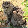 cat, fluffy, grey, green_eyes, outdoor, grass, plant, dirt, mat, animal, pet, feline, whiskers, ears, sitting, nature, curious, fur, ground, sunlight