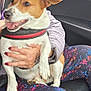 animal, car_interior, clothing, dog, ear, fur, hand, happy, harness, jacket, lap, nail_polish, pants, person, pet, seat, sitting, smiling, tattoo, tongue