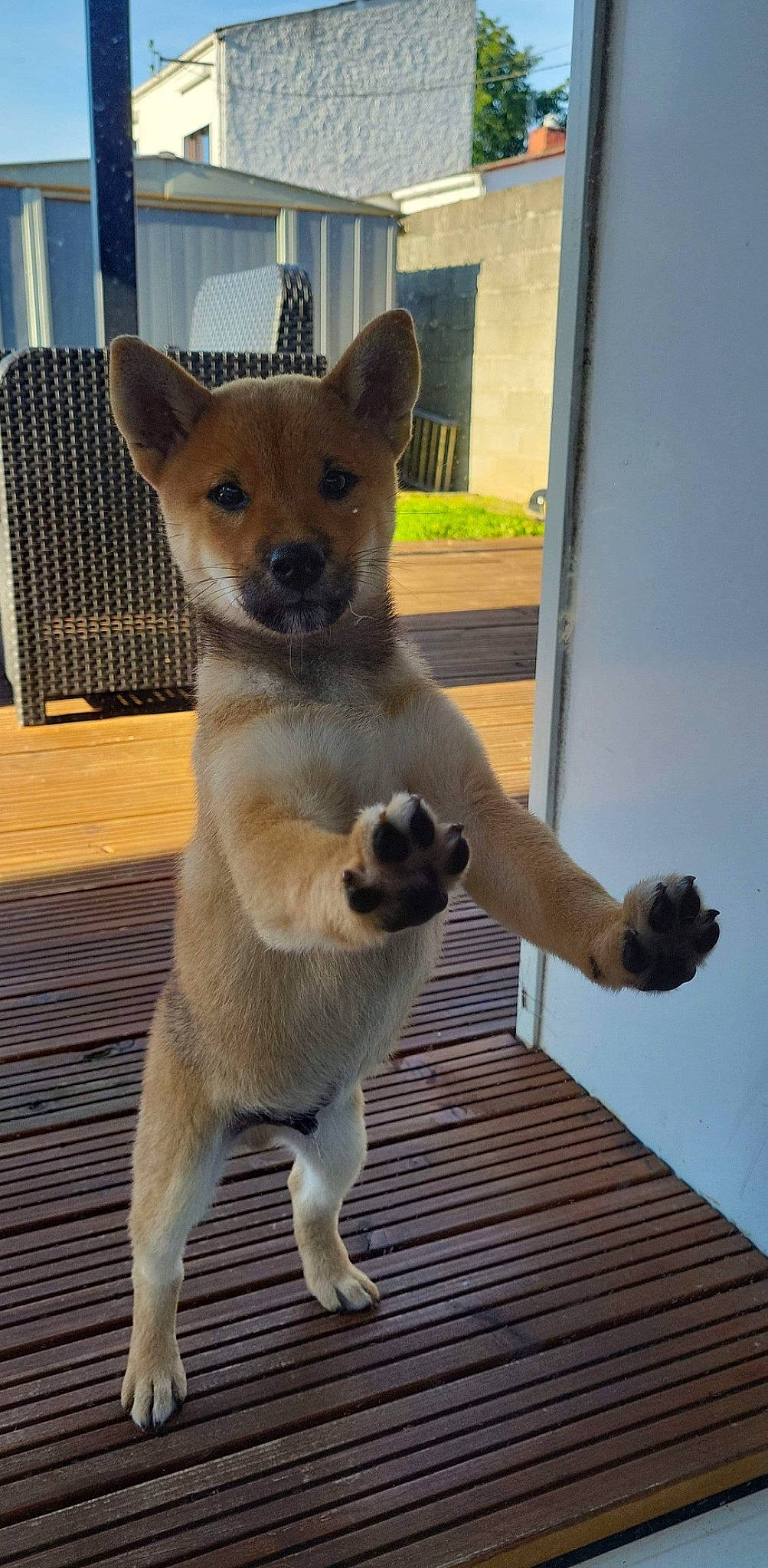 Toshi a rejoint le concours — aidez-le/la à gagner de superbes lots ! balance, canidae, carnivore, collar, companion_dog, dog, dog_breed, fawn, felidae, fur, pet_supply, snout, sporting_group, tail, terrestrial_animal, toy_dog, whiskers, window, wood, working_animal