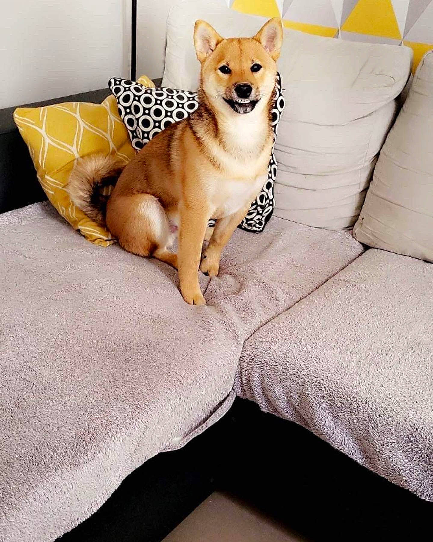 Toshi participe au concours pour gagner de l'argent avec cette photo : carnivore, comfort, companion_dog, couch, dog, dog_breed, dog_supply, door, fawn, flooring, furniture, interior_design, linens, pillow, room, snout, studio_couch, tail, throw_pillow, working_animal