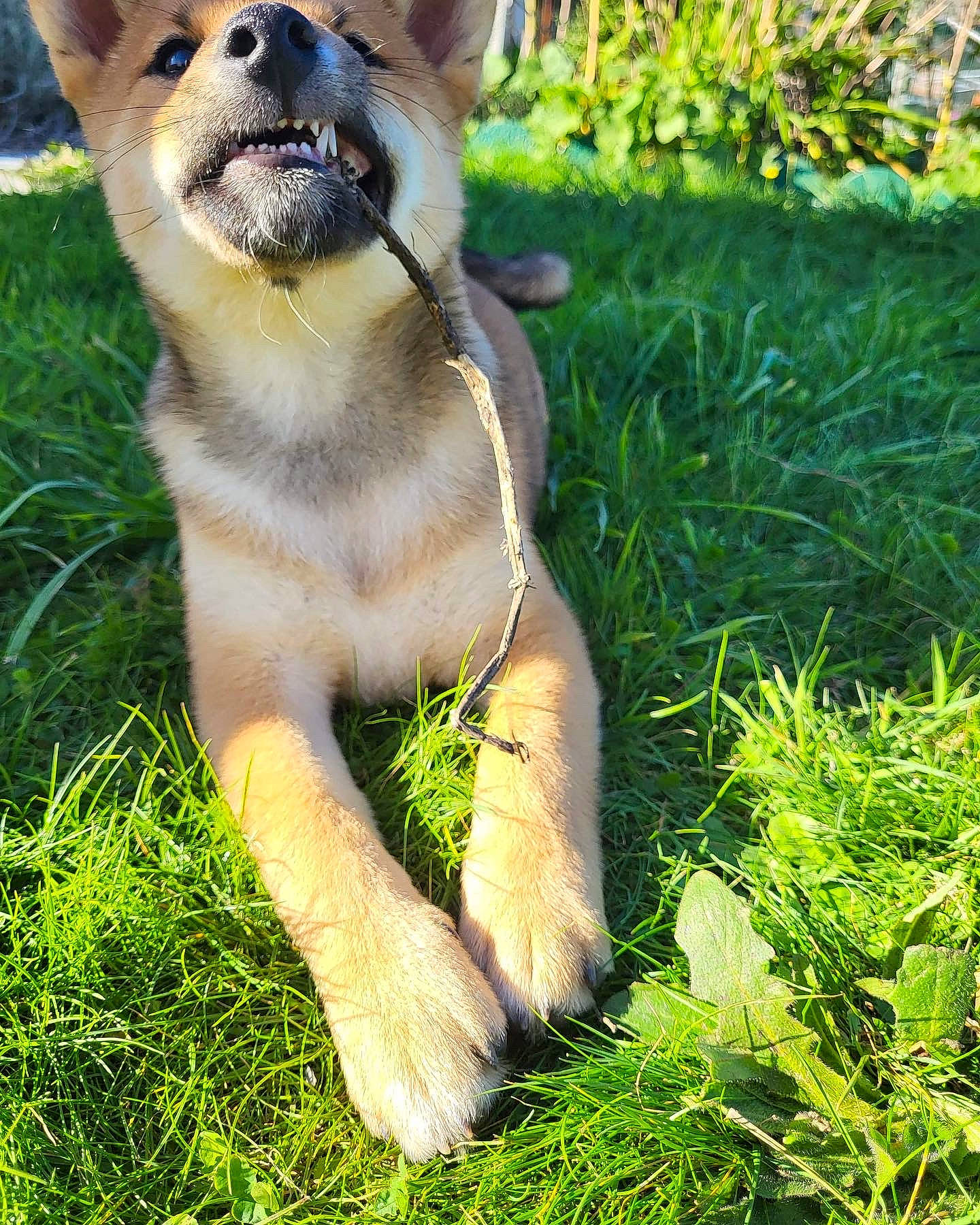 Toshi participe au concours pour gagner de l'argent avec cette photo : ancient_dog_breeds, canidae, carnivore, collar, companion_dog, dog, dog_breed, dog_collar, fawn, grass, groundcover, leash, plant, snout, sporting_group, tail, terrestrial_animal, whiskers, working_animal, working_dog