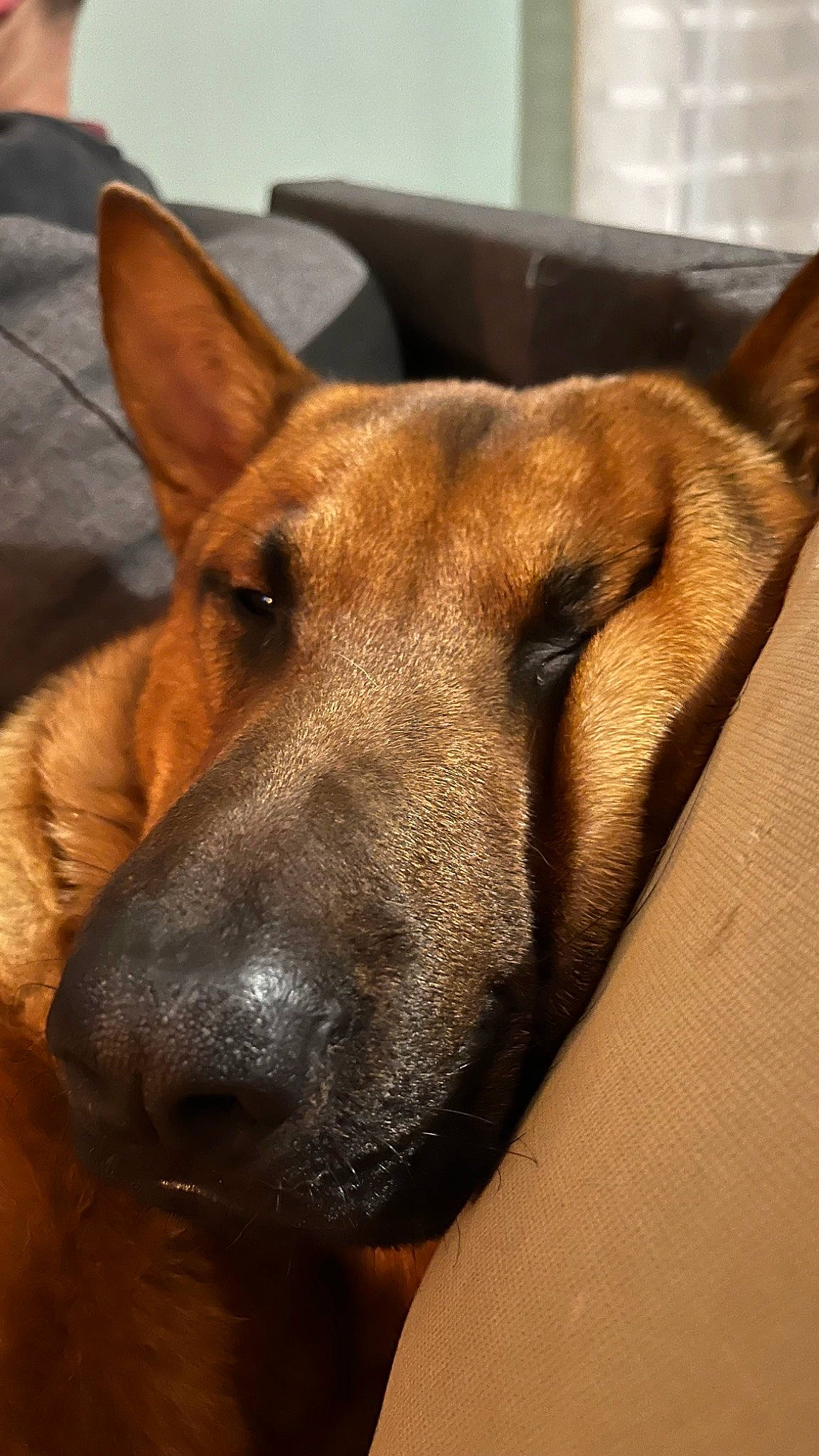 Simon participe au concours pour gagner de l'argent avec cette photo : ancient_dog_breeds, canidae, carnivore, collar, companion_dog, dog, dog_breed, dog_collar, fawn, fur, giant_dog_breed, guard_dog, liver, paw, snout, sporting_group, whiskers, wood, working_animal, working_dog