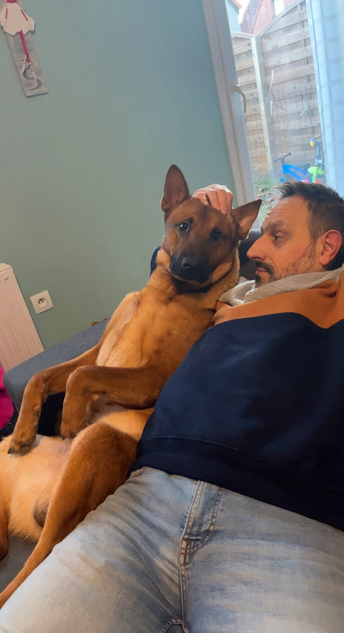 Simon a rejoint le concours — aidez-le/la à gagner de superbes lots ! abdomen, art, canidae, carnivore, comfort, companion_dog, dog, dog_breed, ear, fawn, guard_dog, human_leg, knee, sitting, sporting_group, thigh, toy_dog, whiskers, window, working_animal