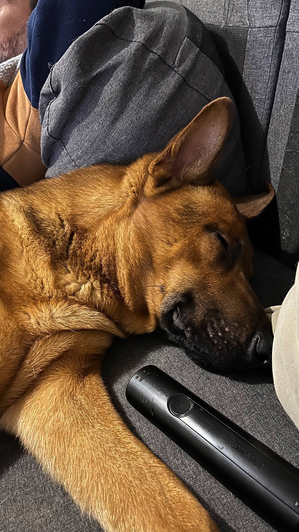 Simon a rejoint le concours — aidez-le/la à gagner de superbes lots ! canidae, carnivore, claw, collar, comfort, companion_dog, dog, dog_breed, dog_collar, ear, fawn, fur, guard_dog, human_leg, nap, non_sporting_group, paw, snout, sporting_group, whiskers