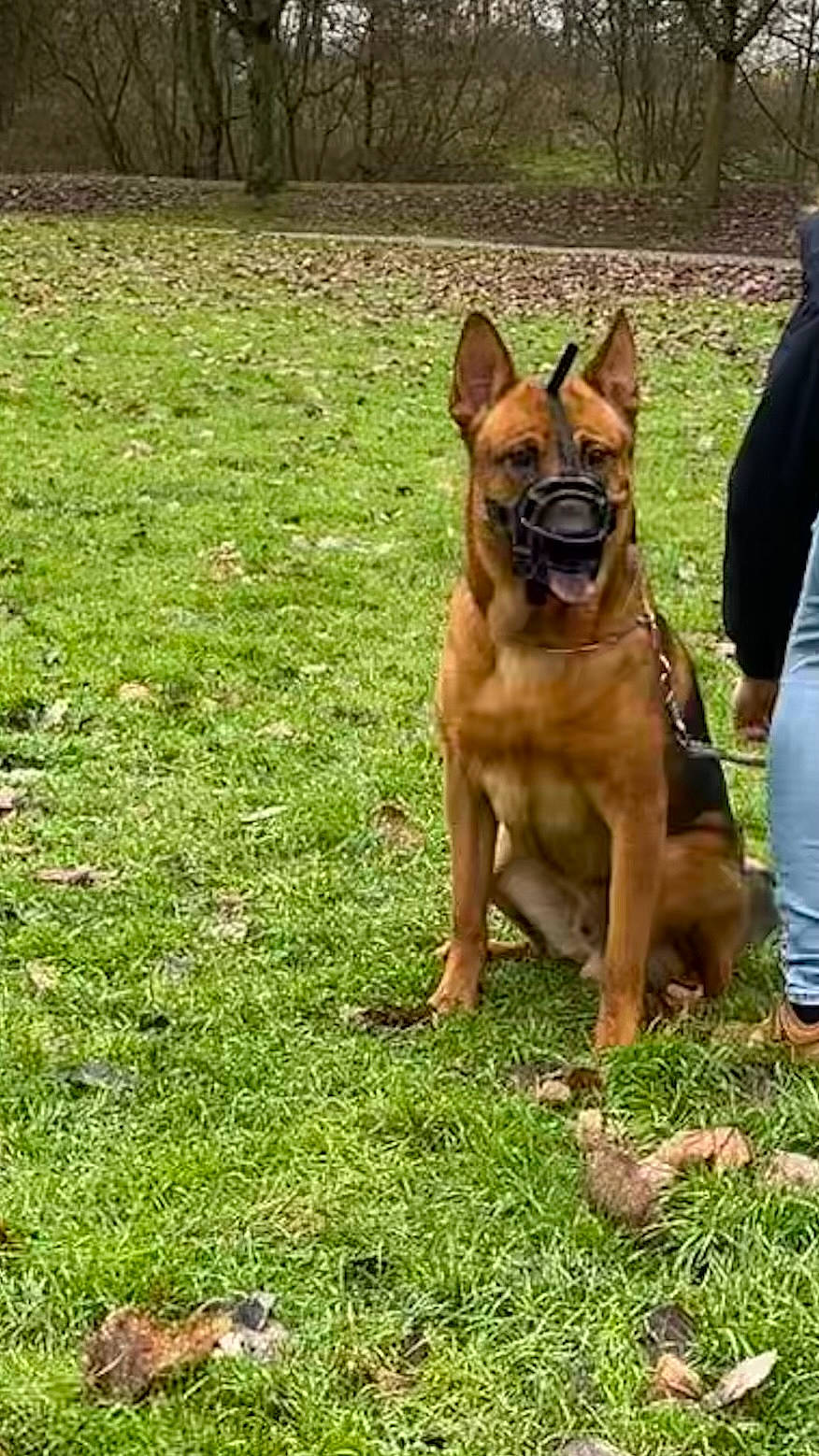 Simon participe au concours pour gagner de l'argent avec cette photo : belgian_shepherd_malinois, canidae, carnivore, collar, companion_dog, dog, dog_breed, fawn, german_shepherd_dog, grass, groundcover, guard_dog, herding_dog, molosser, plant, snout, sporting_group, wildlife, working_animal, working_dog