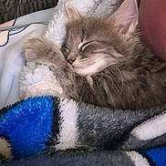 Shadow joined the competition — help win amazing prizes! kitten, sleeping, fur, blanket, cozy, cute, pet, nap, paw, soft, animal, feline, tabby, resting, comfort, indoor, young, adorable, closeup, relaxed