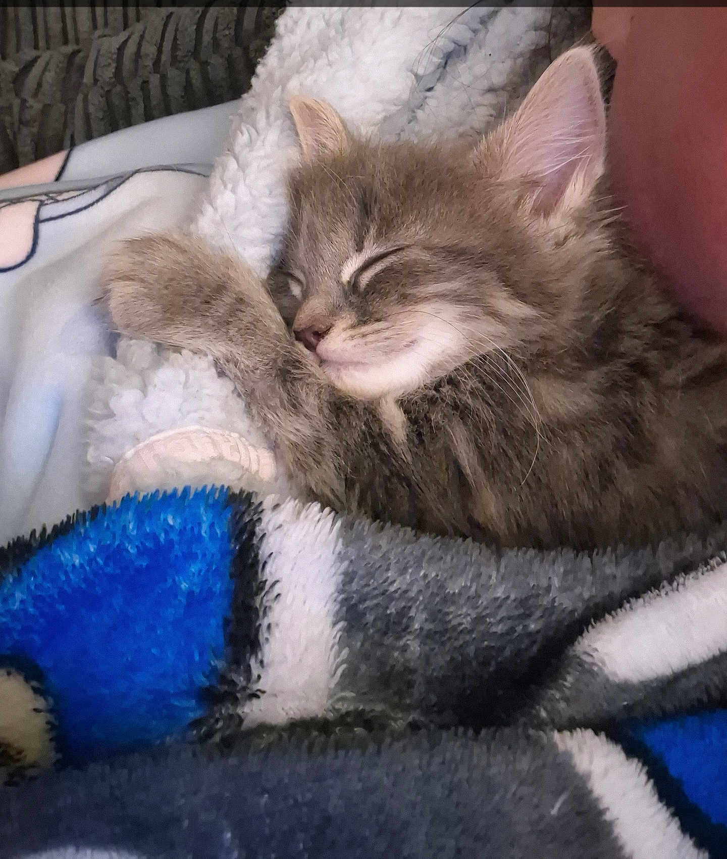 Shadow joined the competition — help win amazing prizes! kitten, sleeping, fur, blanket, cozy, cute, pet, nap, paw, soft, animal, feline, tabby, resting, comfort, indoor, young, adorable, closeup, relaxed