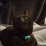 Pikachu joined the competition — help win amazing prizes! black_cat, cat, pet, animal, feline, collar, wide_eyes, curious, indoor, blanket, soft_texture, cozy, close_up, whiskers, ears, dark_background, relaxed, domestic_animal, cute, portrait