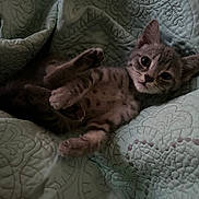 Haze joined the competition — help win amazing prizes! bedding, blanket, cat, cozy, cute, fur, indoor, kitten, lying_on_back, mint_color, pattern, paw, pet, portrait, quilt, sleepy, small_animal, tabby, whiskers, wide_eyes