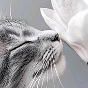 Grisou participe au concours pour gagner de l'argent avec cette photo : cat, flower, close_up, black_and_white, whiskers, petal, serene, soft_light, animal, nature, feline, profile, peaceful, texture, macro, gentle, sniffing, cute, calm, portrait