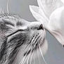 cat, flower, close_up, black_and_white, whiskers, petal, serene, soft_light, animal, nature, feline, profile, peaceful, texture, macro, gentle, sniffing, cute, calm, portrait
