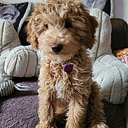 Coeurly participe au concours pour gagner de l'argent avec cette photo : dog, puppy, curly_fur, brown_fur, pet, indoor, couch, pillows, wolf_image, blanket, furniture, collar, tag, cute, sitting, fur, home, cozy, animal, companion