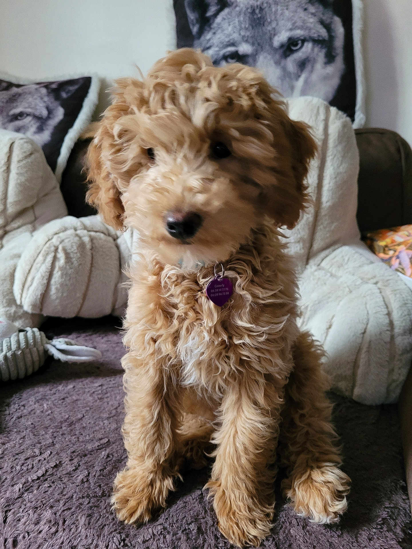 Coeurly participe au concours pour gagner de l'argent avec cette photo : dog, puppy, curly_fur, brown_fur, pet, indoor, couch, pillows, wolf_image, blanket, furniture, collar, tag, cute, sitting, fur, home, cozy, animal, companion