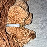 Atlas joined the competition — help win amazing prizes! animal, bed, bedding, blanket, brown_fur, collar, cozy, cuddled, curly_fur, dog, indoors, nap, pets, portrait, relaxed, resting, sleeping, small_dog, soft_texture, top_view