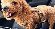 Atlas is registered to the contest to win money with this photo: animal, apricot_coat, car, car_interior, center_console, companion, cup_holder, curly_fur, dog, happy, harness, indoor, leash, panting, passenger_seat, pet, poodle_mix, portrait, smiling, travel