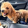 animal, apricot_coat, car, car_interior, center_console, companion, cup_holder, curly_fur, dog, happy, harness, indoor, leash, panting, passenger_seat, pet, poodle_mix, portrait, smiling, travel