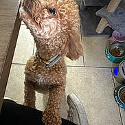 Atlas joined the competition — help win amazing prizes! adorable, apricot_coat, cat_tree, collar, companion_animal, curly_fur, dog, dog_food, home, indoor, kitchen, looking_up, paws, pet_bowls, photography, playful, portrait, small_dog, standing, tile_floor