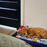 Atlas joined the competition — help win amazing prizes! animal, bed, blanket, brown_fur, cozy, curly_fur, dog, dog_bed, door, floor, home, indoor, lying_down, nap, pet, puppy, resting, sleeping, tile, travel_pattern