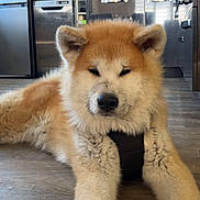 Aiko a rejoint le concours — aidez-le/la à gagner de superbes lots ! akita, animal, appliance, canine, coffee_maker, countertop, dishwasher, dog, domestic, floor, fluffy, green_wall, indoor, kitchen, mammal, pet, puppy, refrigerator, resting, wooden_floor