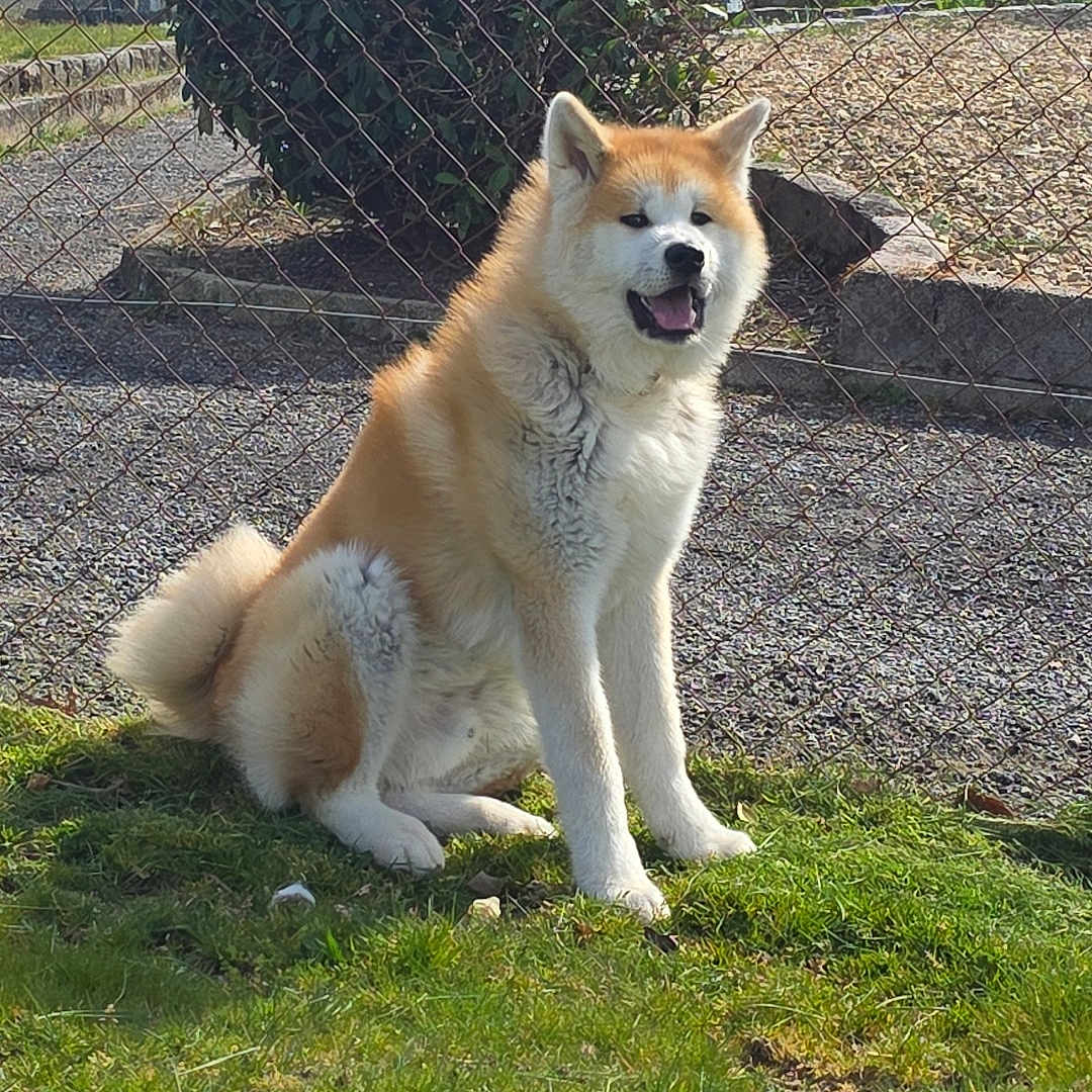 Aiko