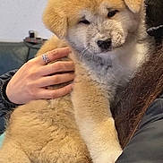 Aiko a rejoint le concours — aidez-le/la à gagner de superbes lots ! puppy, dog, fluffy, cute, pet, animal, indoor, person, hand, jacket, fur, cozy, sleepy, golden, holding, tail, face, cute_expression, sleeve, background