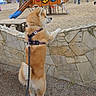 animal, canine, daytime, dog, fence, gravel, harness, leash, outdoor, park, person, play_structure, playground, public_space, recreation, sand, slide, stone_wall, tree, viking_ship