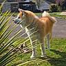 Aiko a rejoint le concours — aidez-le/la à gagner de superbes lots ! akita, animal, bush, canine, daylight, dog, fur, garden, grass, leaves, mammal, nature, outdoor, pet, quiet, shrub, spring, standing, sunlight, tree