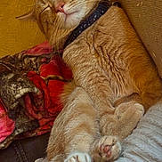 Stubby joined the competition — help win amazing prizes! cat, orange_tabby, sleeping, paws, couch, blanket, cozy, relaxed, indoor, feline, pet, fur, whiskers, collar, cute, home, comfort, resting, animal, closeup