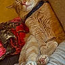cat, orange_tabby, sleeping, paws, couch, blanket, cozy, relaxed, indoor, feline, pet, fur, whiskers, collar, cute, home, comfort, resting, animal, closeup